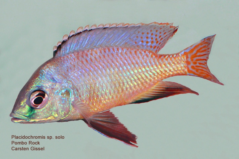 Protomelas sp. 'johnstoni solo' Pombo Rocks